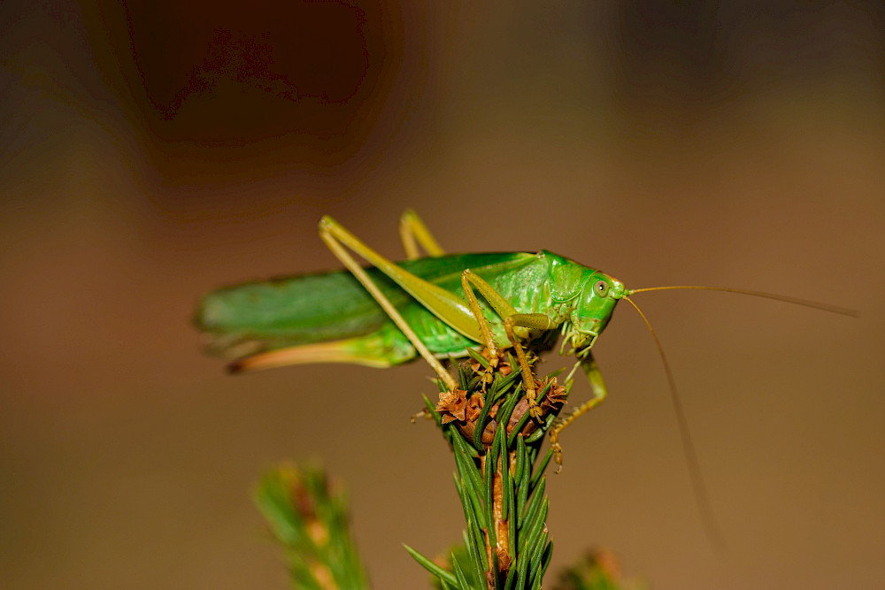 Grashüpfer